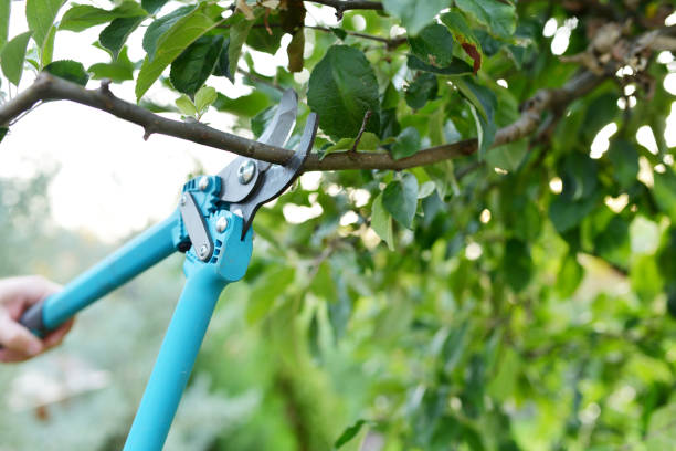 Tree Branch Trimming in Alexandria, MN